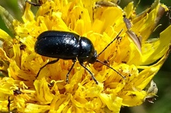 Cryptocephalus violaceus