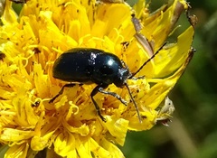 Cryptocephalus violaceus