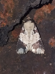 Condica cupentia