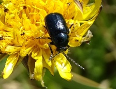 Cryptocephalus violaceus