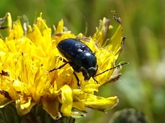 Cryptocephalus violaceus