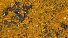 Botryobasidium