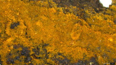 Botryobasidium