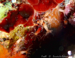 Clavularia crassa