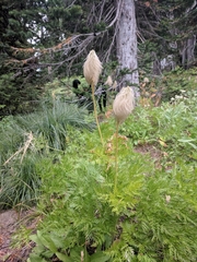 Pulsatilla