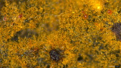 Botryobasidium