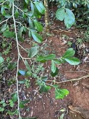Suregada africana