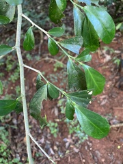 Suregada africana
