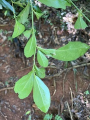 Suregada africana