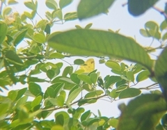 Eurema hecabe