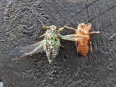 Amphipsalta zelandica