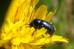 Cryptocephalus violaceus