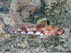 Gobius cruentatus