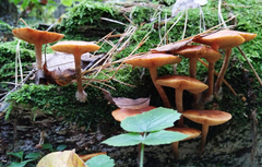 Gymnopilus penetrans