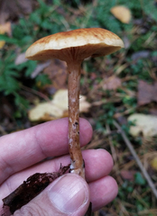 Gymnopilus penetrans