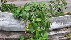 Ficus hispida