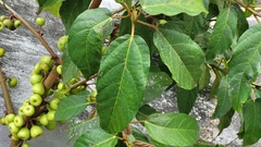 Ficus hispida