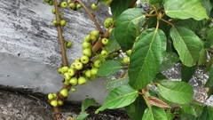 Ficus hispida