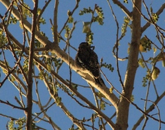 Sphyrapicus nuchalis