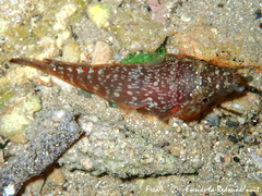 Lepadogaster candolii