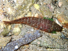 Lepadogaster candolii