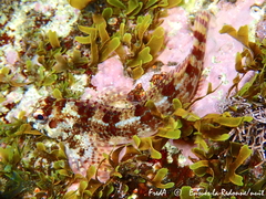 Lipophrys trigloides