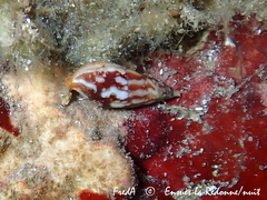 Mitrella scripta