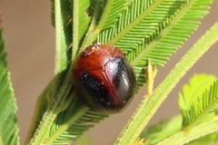 Dicranosterna