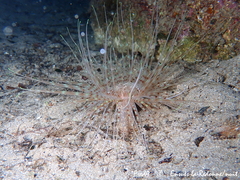 Pachycerianthus solitarius