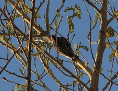 Sphyrapicus nuchalis