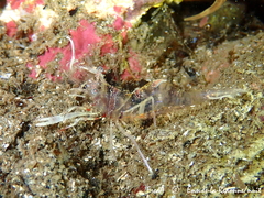 Periclimenes amethysteus
