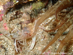 Periclimenes amethysteus