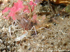 Periclimenes amethysteus