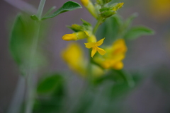 Anthyllis cytisoides