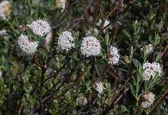 Pimelea ligustrina ciliata