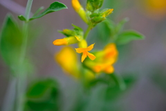 Anthyllis cytisoides