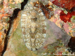 Rhyssoplax olivacea