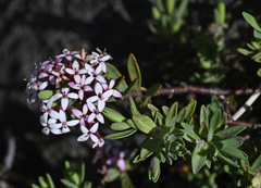 Pimelea alpina