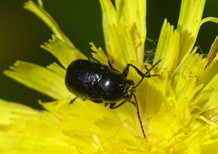 Cryptocephalus violaceus