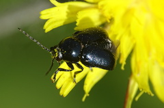 Cryptocephalus violaceus