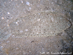 Solea senegalensis
