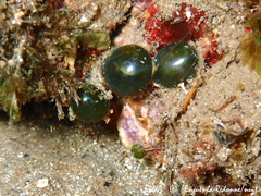 Valonia macrophysa