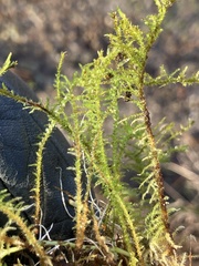 Calliergonella cuspidata