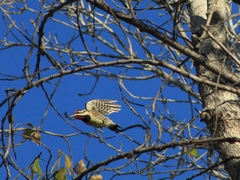 Sphyrapicus nuchalis