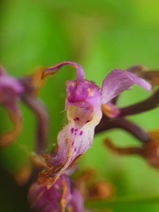 Orchidinae