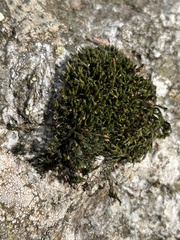 Orthotrichum anomalum