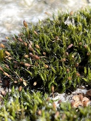 Orthotrichum anomalum