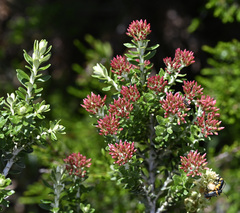 Ozothamnus alpinus