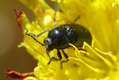 Cryptocephalus violaceus