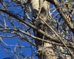 Sphyrapicus nuchalis